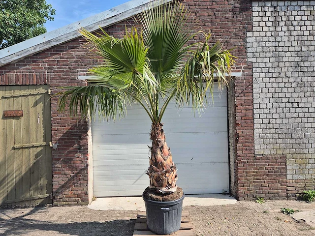 Mexicaanse waaierpalm xl - washingtonia robusta - mediterrane boom - hoogte ca. 270 cm - afbeelding 1 van  5