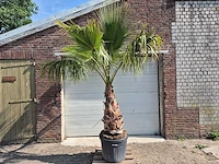 Mexicaanse waaierpalm xl - washingtonia robusta - mediterrane boom - hoogte ca. 270 cm - afbeelding 1 van  5