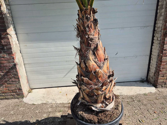 Mexicaanse waaierpalm xl - washingtonia robusta - mediterrane boom - hoogte ca. 270 cm - afbeelding 2 van  5