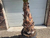 Mexicaanse waaierpalm xl - washingtonia robusta - mediterrane boom - hoogte ca. 270 cm - afbeelding 2 van  5