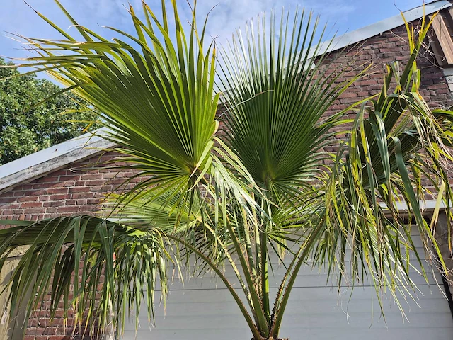 Mexicaanse waaierpalm xl - washingtonia robusta - mediterrane boom - hoogte ca. 270 cm - afbeelding 3 van  5