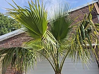 Mexicaanse waaierpalm xl - washingtonia robusta - mediterrane boom - hoogte ca. 270 cm - afbeelding 3 van  5
