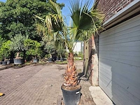 Mexicaanse waaierpalm xl - washingtonia robusta - mediterrane boom - hoogte ca. 270 cm - afbeelding 4 van  5