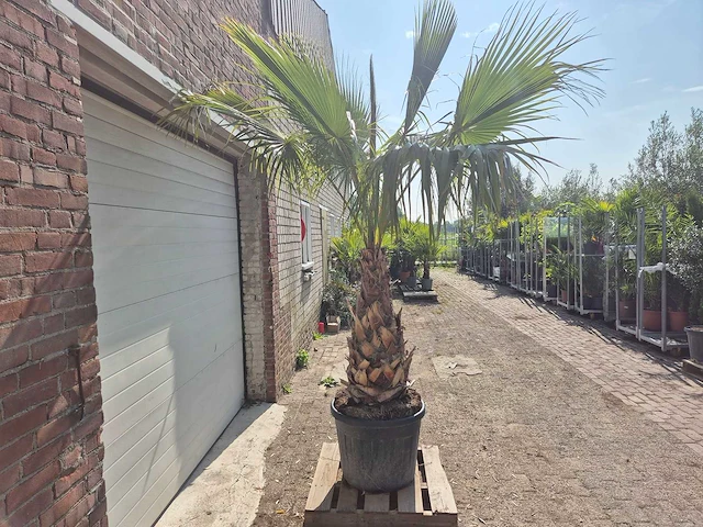Mexicaanse waaierpalm xl - washingtonia robusta - mediterrane boom - hoogte ca. 270 cm - afbeelding 5 van  5