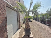 Mexicaanse waaierpalm xl - washingtonia robusta - mediterrane boom - hoogte ca. 270 cm - afbeelding 5 van  5