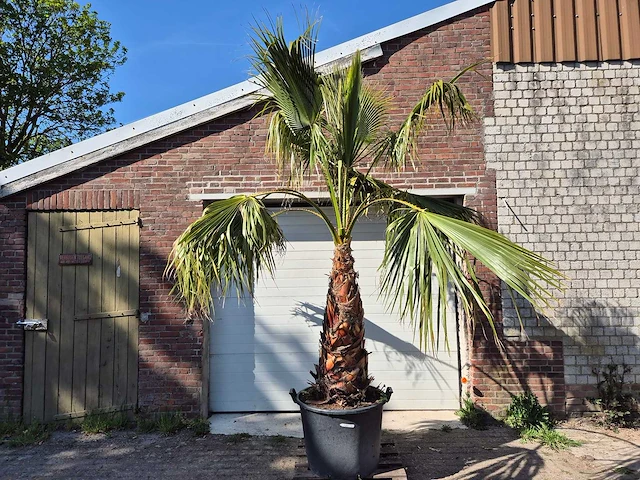 Mexicaanse waaierpalm xl - washingtonia robusta - mediterrane boom - hoogte ca. 270 cm - afbeelding 1 van  6