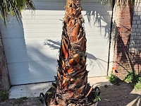 Mexicaanse waaierpalm xl - washingtonia robusta - mediterrane boom - hoogte ca. 270 cm - afbeelding 2 van  6