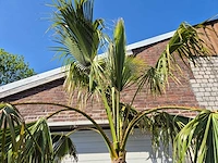 Mexicaanse waaierpalm xl - washingtonia robusta - mediterrane boom - hoogte ca. 270 cm - afbeelding 3 van  6