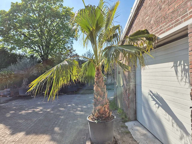 Mexicaanse waaierpalm xl - washingtonia robusta - mediterrane boom - hoogte ca. 270 cm - afbeelding 4 van  6