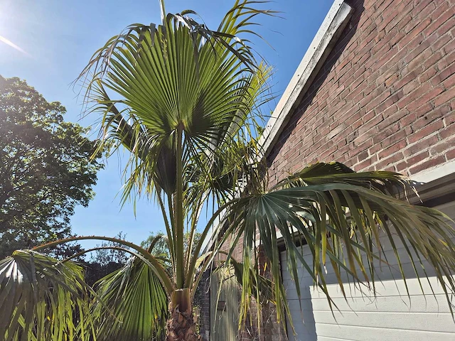 Mexicaanse waaierpalm xl - washingtonia robusta - mediterrane boom - hoogte ca. 270 cm - afbeelding 5 van  6