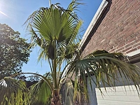 Mexicaanse waaierpalm xl - washingtonia robusta - mediterrane boom - hoogte ca. 270 cm - afbeelding 5 van  6
