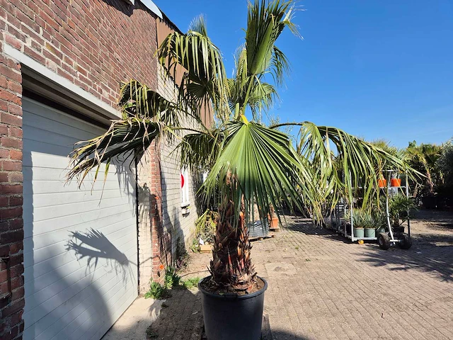 Mexicaanse waaierpalm xl - washingtonia robusta - mediterrane boom - hoogte ca. 270 cm - afbeelding 6 van  6