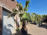 Mexicaanse waaierpalm xl - washingtonia robusta - mediterrane boom - hoogte ca. 270 cm - afbeelding 6 van  6