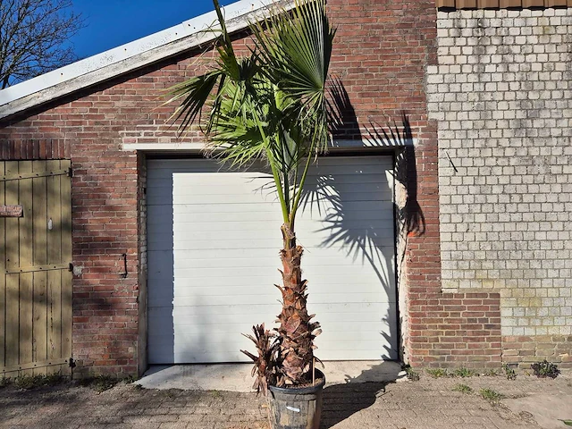 Mexicaanse waaierpalm xl - washingtonia robusta - mediterrane boom - hoogte ca. 280 cm - afbeelding 1 van  3