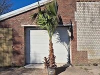 Mexicaanse waaierpalm xl - washingtonia robusta - mediterrane boom - hoogte ca. 280 cm - afbeelding 1 van  3