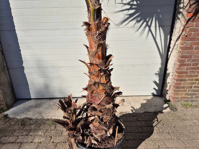 Mexicaanse waaierpalm xl - washingtonia robusta - mediterrane boom - hoogte ca. 280 cm - afbeelding 2 van  3