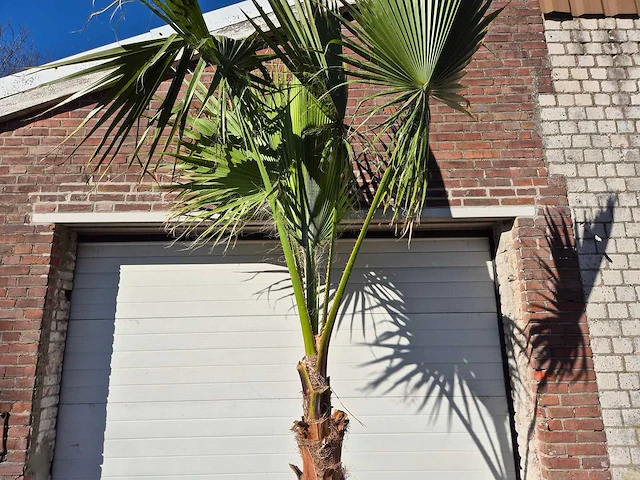 Mexicaanse waaierpalm xl - washingtonia robusta - mediterrane boom - hoogte ca. 280 cm - afbeelding 3 van  3