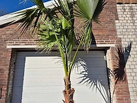 Mexicaanse waaierpalm xl - washingtonia robusta - mediterrane boom - hoogte ca. 280 cm - afbeelding 3 van  3