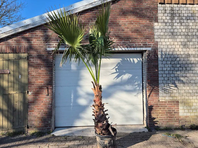 Mexicaanse waaierpalm xl - washingtonia robusta - mediterrane boom - hoogte ca. 300 cm - afbeelding 1 van  3