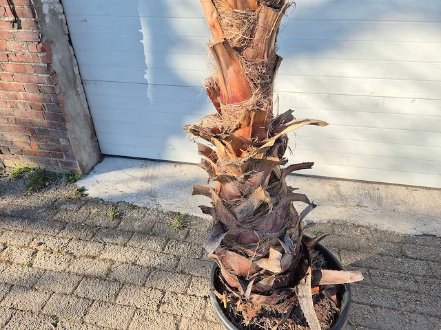 Mexicaanse waaierpalm xl - washingtonia robusta - mediterrane boom - hoogte ca. 300 cm - afbeelding 2 van  3