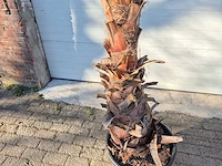 Mexicaanse waaierpalm xl - washingtonia robusta - mediterrane boom - hoogte ca. 300 cm - afbeelding 2 van  3