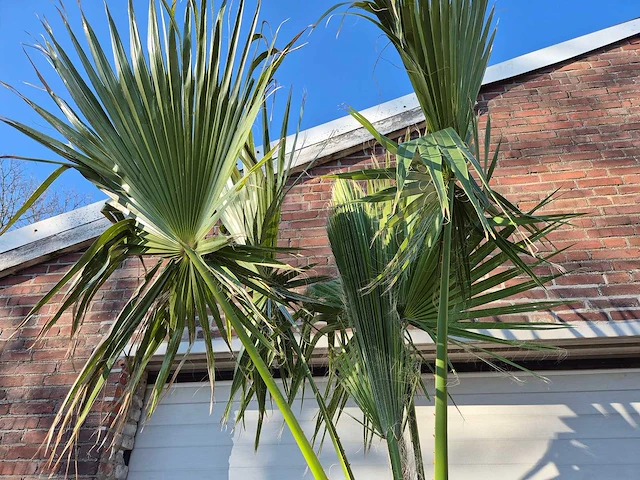 Mexicaanse waaierpalm xl - washingtonia robusta - mediterrane boom - hoogte ca. 300 cm - afbeelding 3 van  3