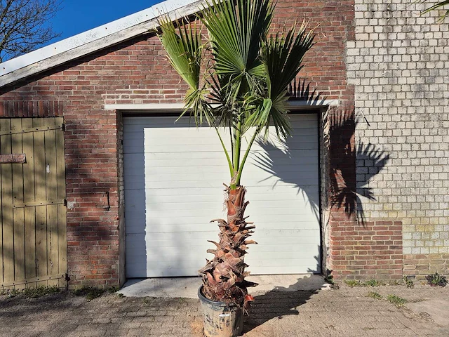 Mexicaanse waaierpalm xl - washingtonia robusta - mediterrane boom - hoogte ca. 300 cm - afbeelding 1 van  3