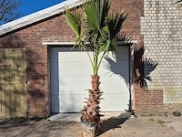 Mexicaanse waaierpalm xl - washingtonia robusta - mediterrane boom - hoogte ca. 300 cm - afbeelding 1 van  3