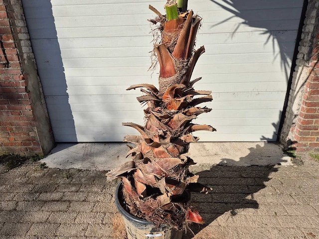 Mexicaanse waaierpalm xl - washingtonia robusta - mediterrane boom - hoogte ca. 300 cm - afbeelding 2 van  3