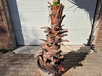 Mexicaanse waaierpalm xl - washingtonia robusta - mediterrane boom - hoogte ca. 300 cm - afbeelding 2 van  3