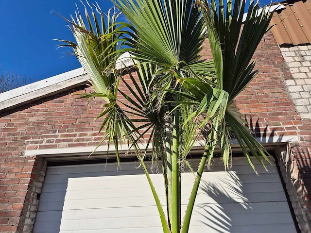 Mexicaanse waaierpalm xl - washingtonia robusta - mediterrane boom - hoogte ca. 300 cm - afbeelding 3 van  3