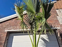 Mexicaanse waaierpalm xl - washingtonia robusta - mediterrane boom - hoogte ca. 300 cm - afbeelding 3 van  3