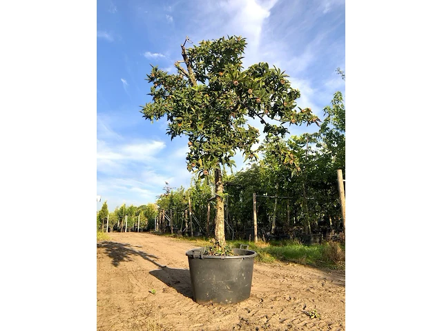 Mispel mespilus germanica, vruchtboom, vruchtdragend, ca. 250 cm hoog - afbeelding 1 van  2