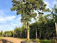 Mispel mespilus germanica, vruchtboom, vruchtdragend, ca. 250 cm hoog - afbeelding 1 van  2