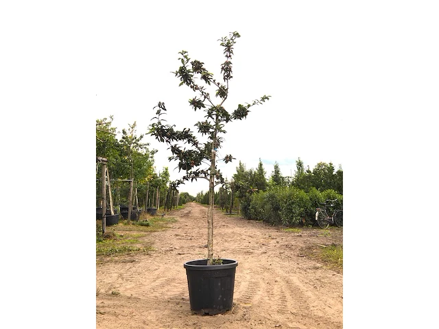 Mispel mespilus 'nottingham', vruchtboom, ca. 2 m hoog - afbeelding 1 van  2