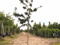 Mispel mespilus 'nottingham', vruchtboom, ca. 2 m hoog - afbeelding 1 van  2
