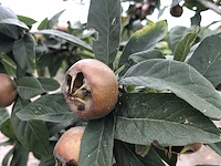 Mispel mespilus 'nottingham', vruchtboom, ca. 2 m hoog - afbeelding 2 van  2