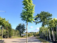 Moerascipres metasequoia 'amber glow', naaldboom, lichtgroene naalden, ca. 3 m hoog - afbeelding 1 van  1