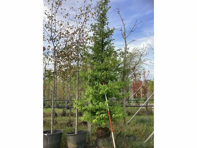 Moerascypres - parkboom - afbeelding 2 van  4
