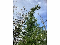Moerascypres - parkboom - afbeelding 3 van  4