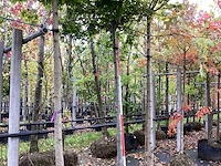Moeraseik - dakbomen - afbeelding 1 van  4
