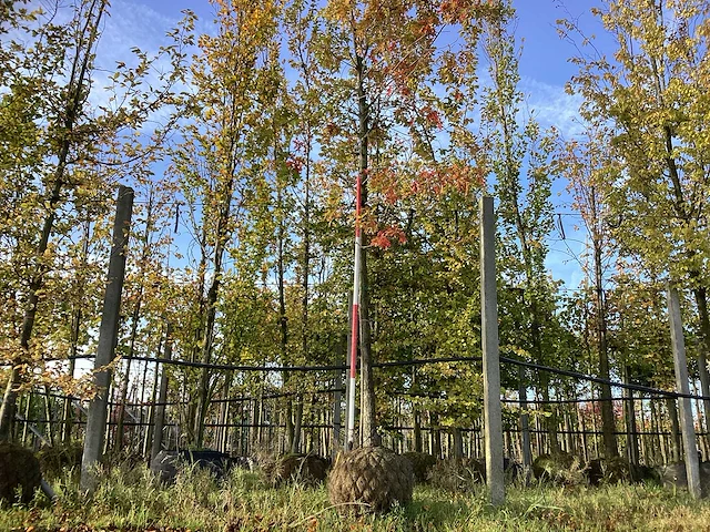 Moeraseik - parkboom - afbeelding 1 van  3