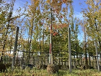 Moeraseik - parkboom - afbeelding 1 van  3