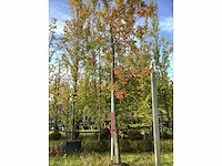 Moeraseik - parkboom - afbeelding 2 van  3