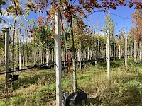 Moeraseik - sierboom - afbeelding 1 van  3