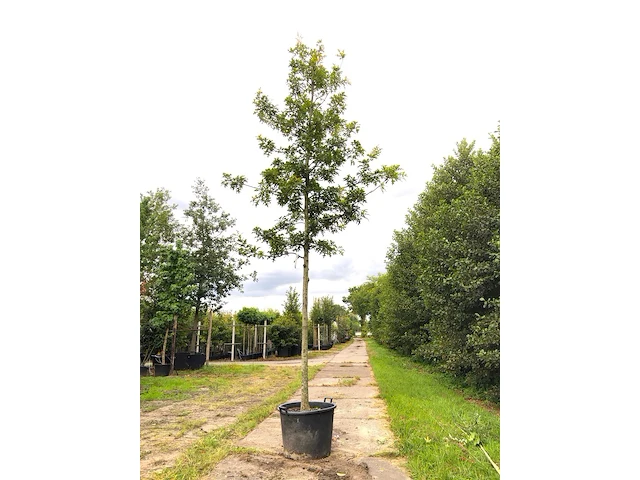 Moeraseik quercus 'helmonds red globe', roodoranje herfstkleur, ca. 5 m hoog - afbeelding 1 van  1
