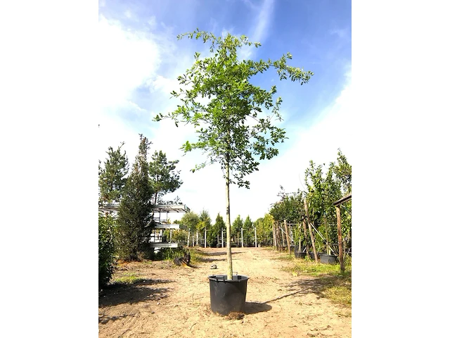 Moeraseik quercus palustris, ca. 4 m hoog - afbeelding 1 van  1