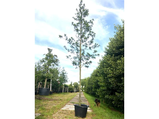 Moeraseik quercus palustris, roodoranje herfstkleur, ca. 6 m hoog - afbeelding 1 van  1