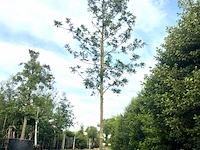 Moeraseik quercus palustris, roodoranje herfstkleur, ca. 6 m hoog - afbeelding 1 van  1