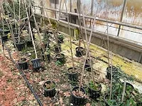 Moerbei (6x) - afbeelding 1 van  4